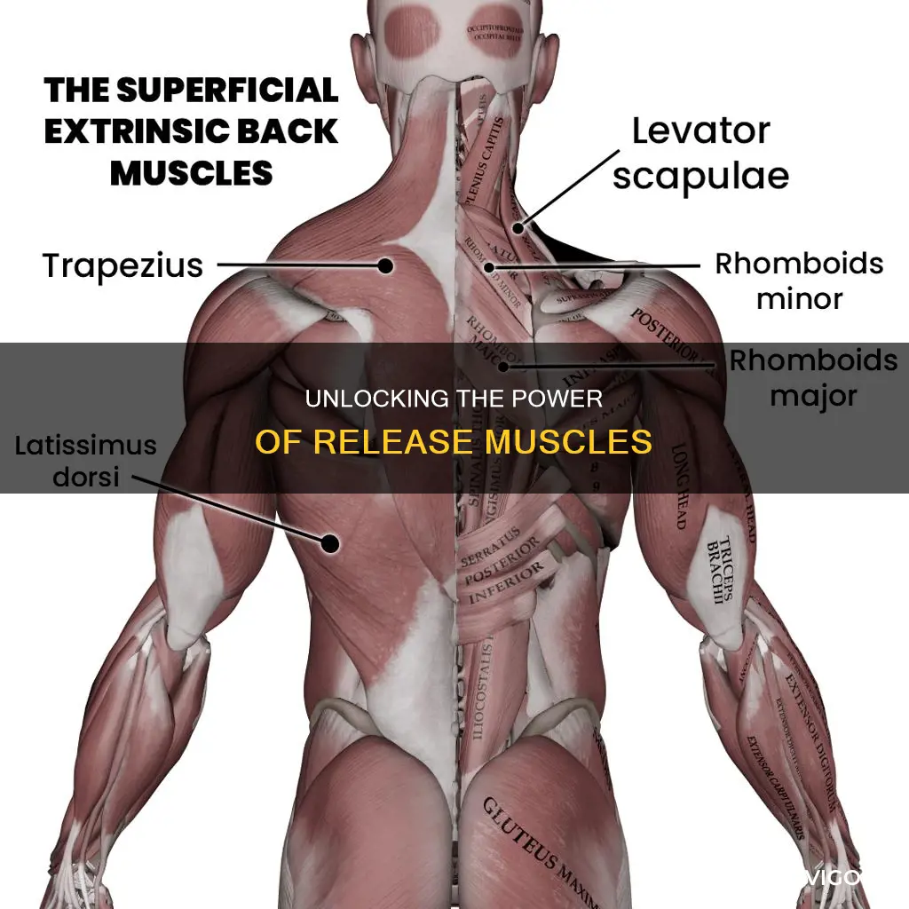 what are release muscles