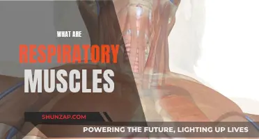Respiratory Muscles: Their Function and Importance