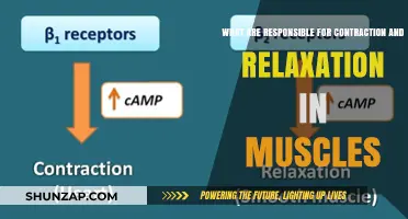 Understanding Muscle Contraction and Relaxation: Key Mechanisms Explained