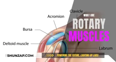 Rotary Muscles: What Are They and How Do They Work?