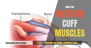 Rotator Cuff Muscles: Understanding Their Function and Anatomy