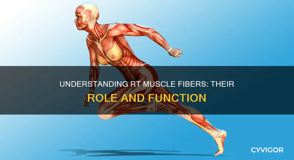 what are rt muscle fibers