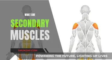 Understanding Secondary Muscles and Their Role in Fitness
