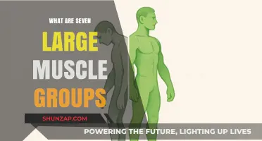 Discover the Seven Major Large Muscle Groups for Optimal Fitness
