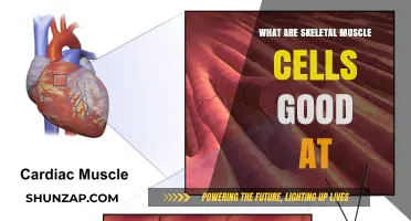 Unleashing the Power: What Skeletal Muscle Cells Excel At
