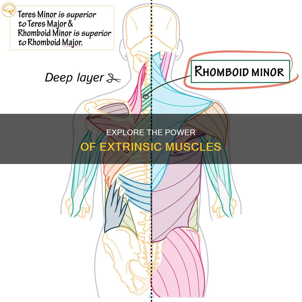 what are some extrinsic muscles
