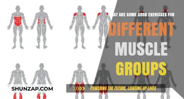 Effective Workouts: Targeting Different Muscle Groups for Optimal Fitness