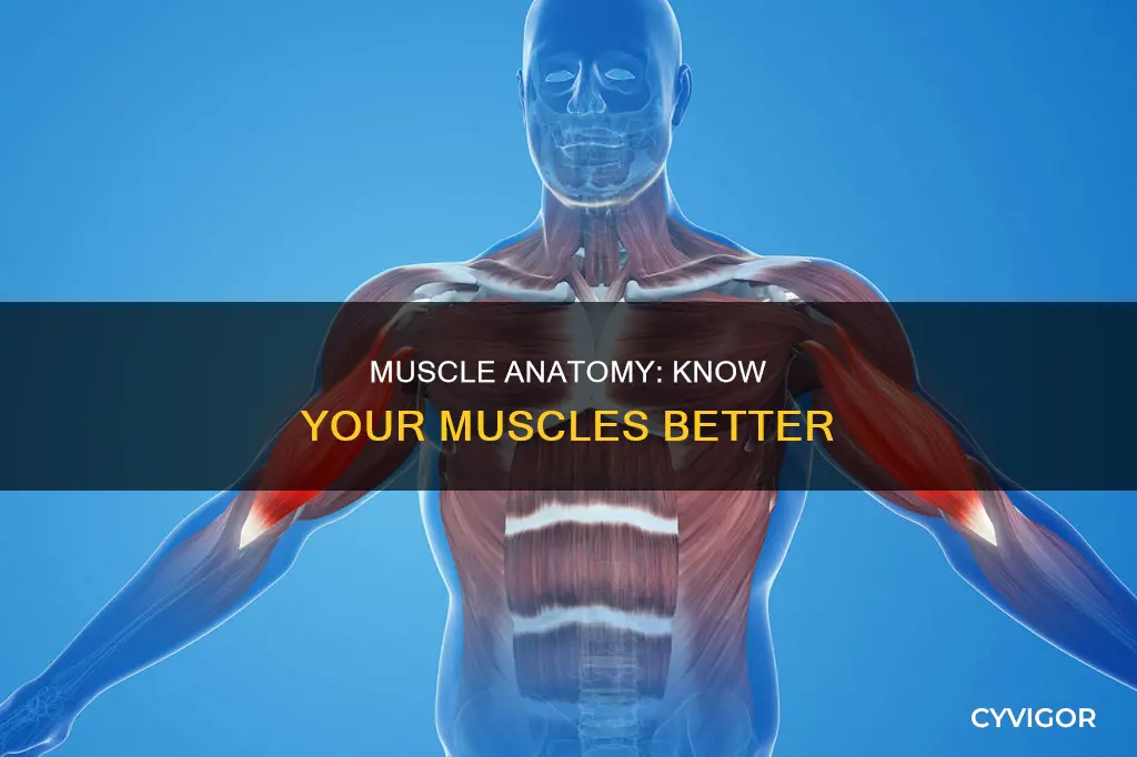 what are some muscles