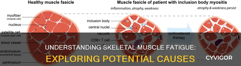 what are some proposed causes of skeletal muscle fatigue