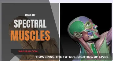 Spectral Muscles: The Science of Human Movement