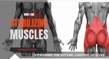 Stabilizing Muscles: The Key to Movement Control