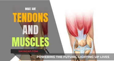 Tendons and Muscles: The Body's Power Duo