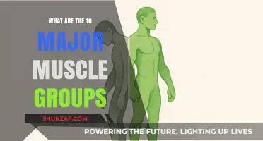 Discover the 10 Essential Muscle Groups for Total Body Strength