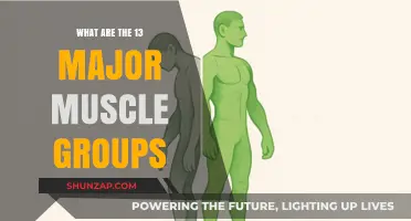 Mastering the Major Muscle Groups: A Guide to 13 Key Areas