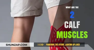 Unveiling the Dynamic Duo: Your Calf Muscles Explained