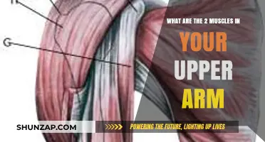 Discover the Two Key Muscles Shaping Your Upper Arm Strength