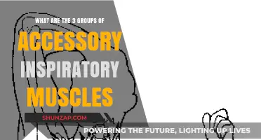 Understanding the Three Key Accessory Inspiratory Muscle Groups
