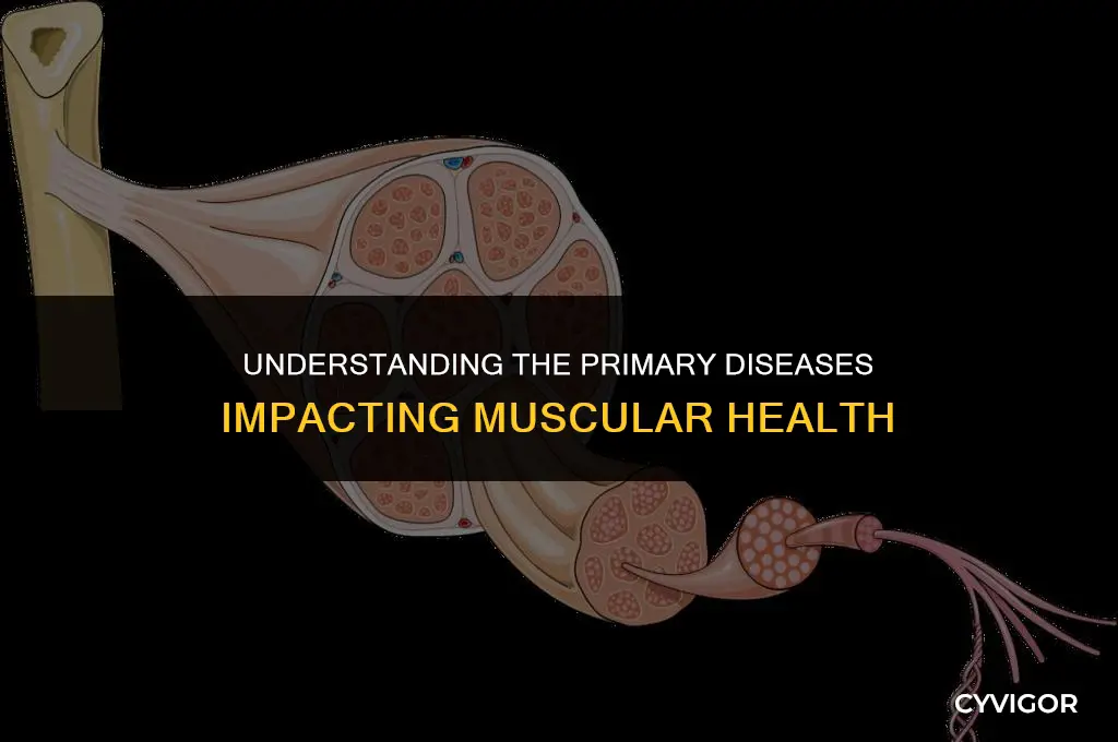 what are the 3 main diseases that affect the muscles