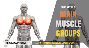 Understanding the Body's Three Primary Muscle Groups and Their Functions