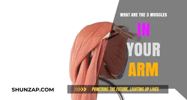 Discover the Three Essential Muscles Powering Your Arm's Strength