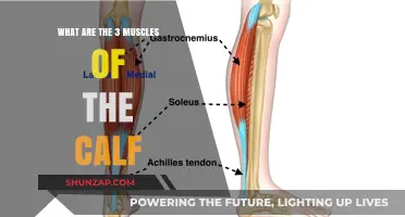 Unveiling the Calf's Trio: A Deep Dive into Its Muscular Anatomy