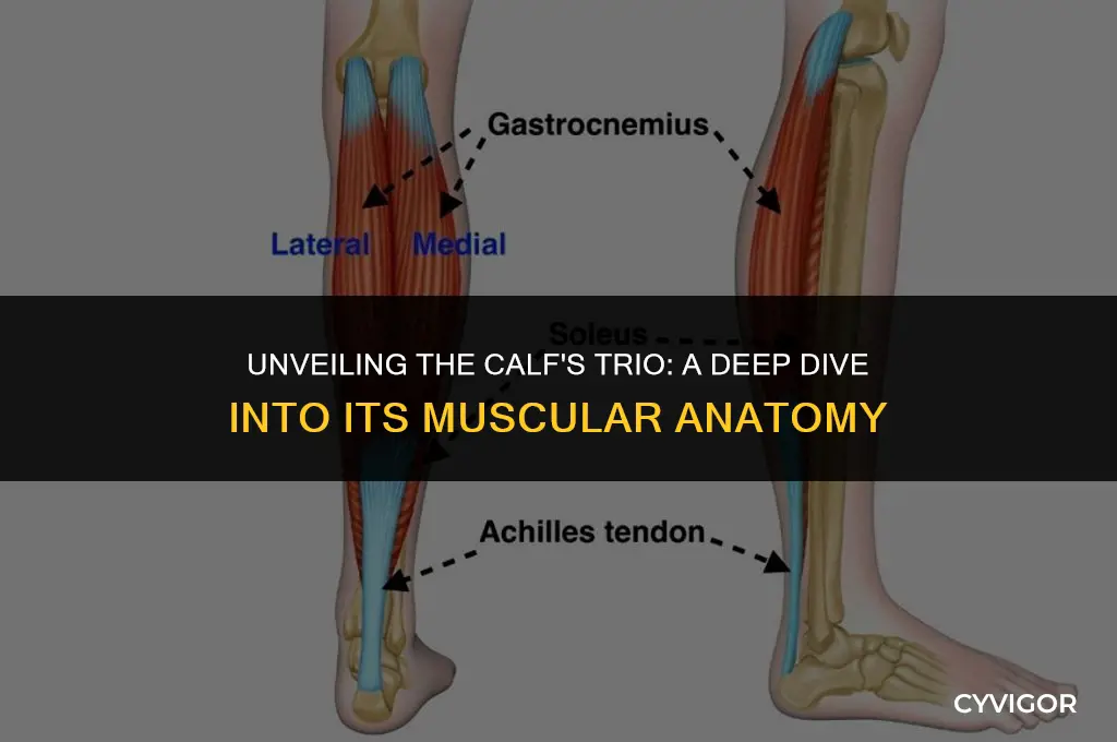 what are the 3 muscles of the calf
