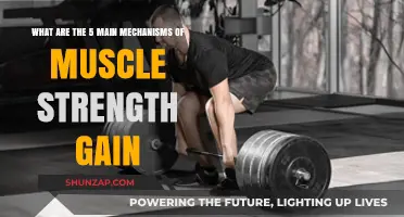 Unlocking Muscle Strength: 5 Key Mechanisms for Powerful Gains
