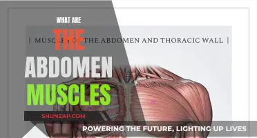 Explore the Anatomy of Your Abdominal Muscles