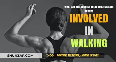 Agonist-Antagonist Muscle Groups: The Walking Mechanics Explained