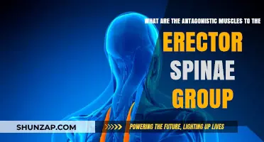Antagonistic Muscles to the Erector Spinae: Understanding Their Role