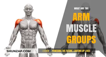 Understanding the Major Arm Muscle Groups for Strength and Tone