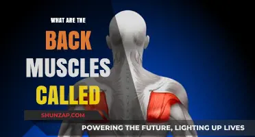 Unveiling the Names of Your Back Muscles: A Comprehensive Guide