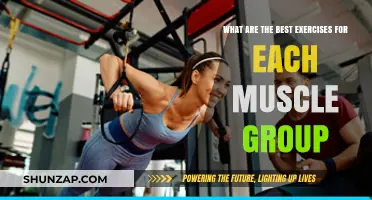Effective Exercises for Every Muscle Group: Optimize Your Workout Routine
