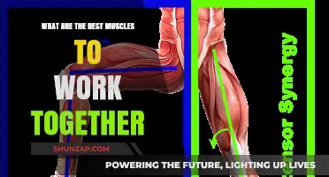 Effective Muscle Pairings: Maximizing Workouts with Synergistic Muscle Groups