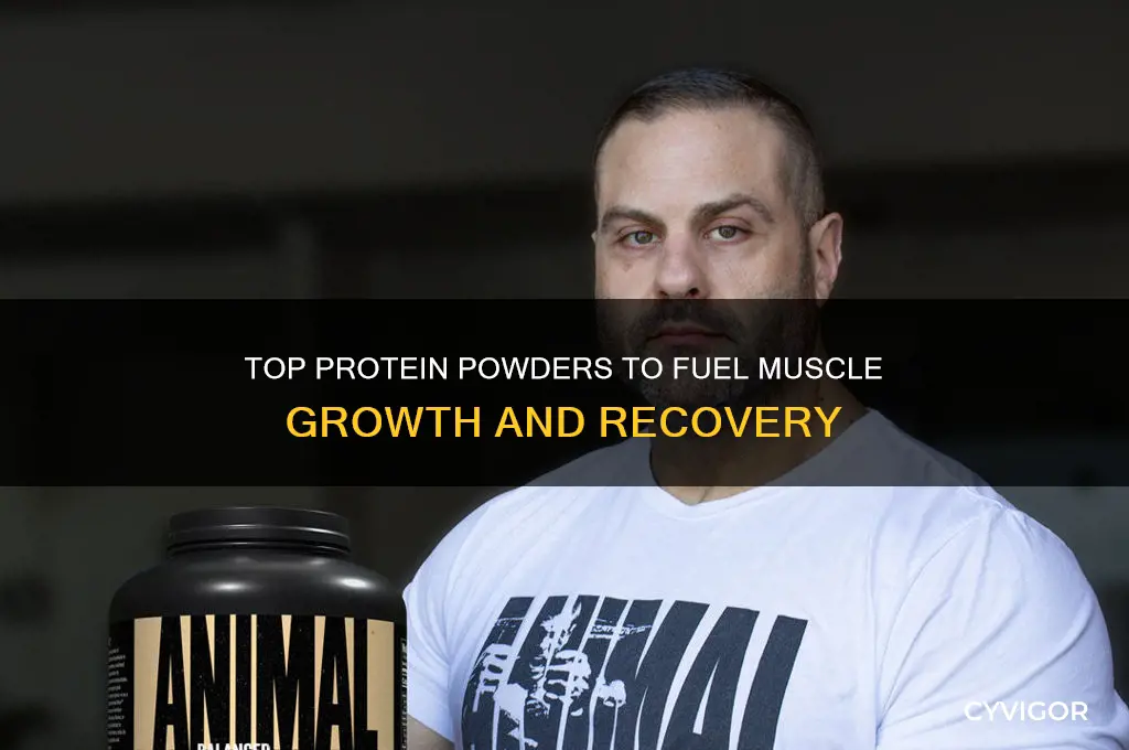 what are the best protein powder for muscle gain