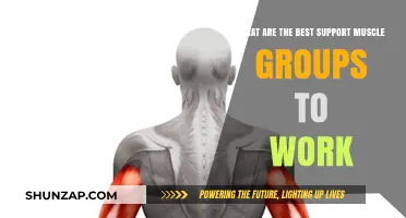 Essential Support Muscle Groups to Enhance Strength and Stability