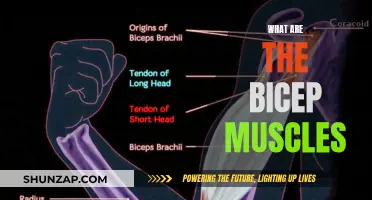 The Ultimate Guide to Bicep Muscles Anatomy