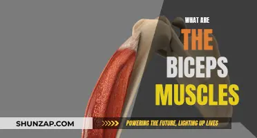 The Ultimate Guide to Biceps Muscles