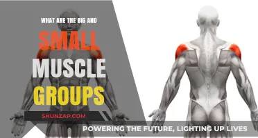 Understanding Big and Small Muscle Groups: A Comprehensive Guide