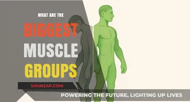 Maximize Your Gains: Unlocking the Power of Major Muscle Groups