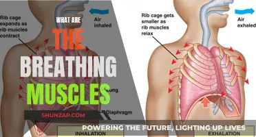 Breathing Muscles: Understanding Their Function and Anatomy
