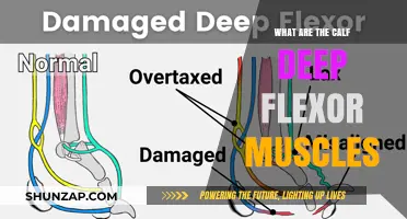 Exploring the Calf Deep Flexor Muscles: Anatomy and Function