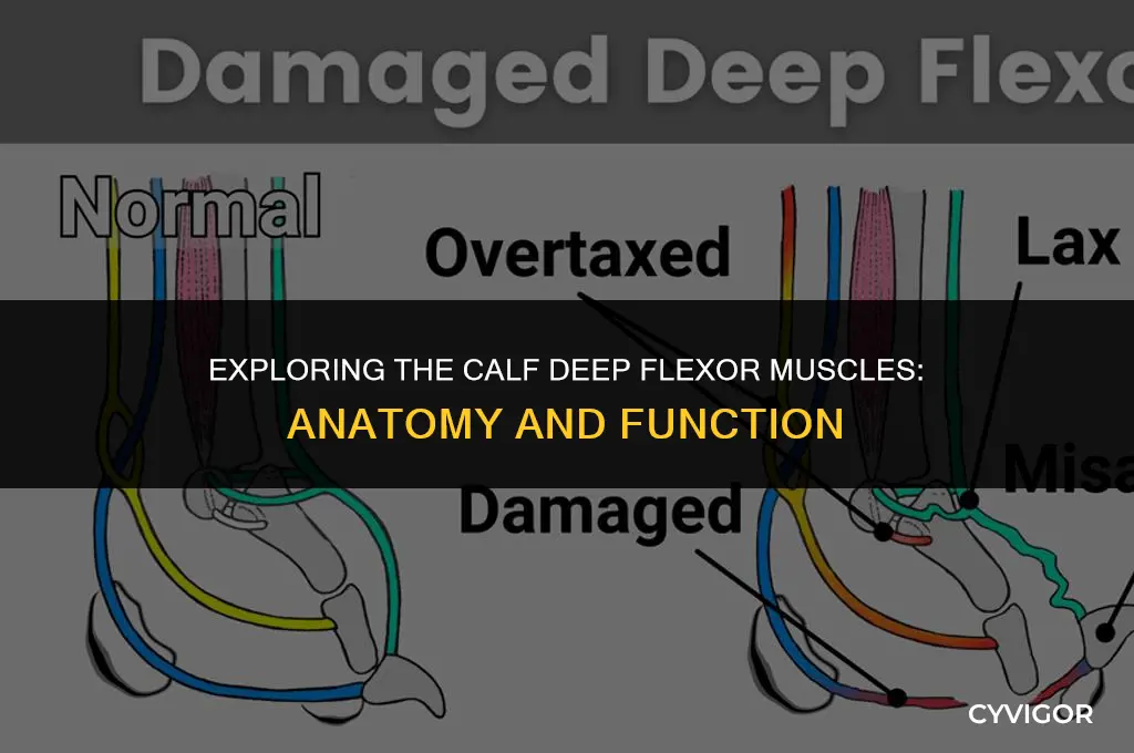 what are the calf deep flexor muscles