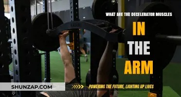 Understanding Arm Decelerator Muscles: Functions, Importance, and Training Tips