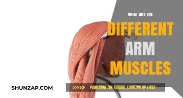 Understanding the Anatomy: A Guide to Your Arm Muscles