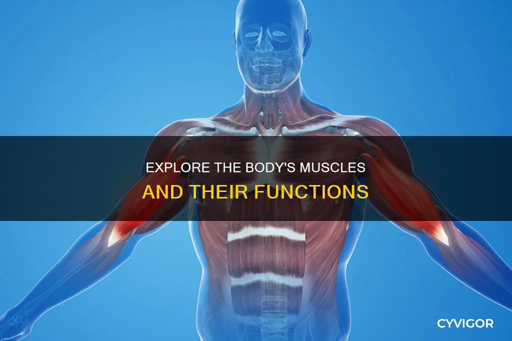 what are the different muscles