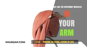 Understanding Your Arm Muscles: A Comprehensive Guide to Their Functions