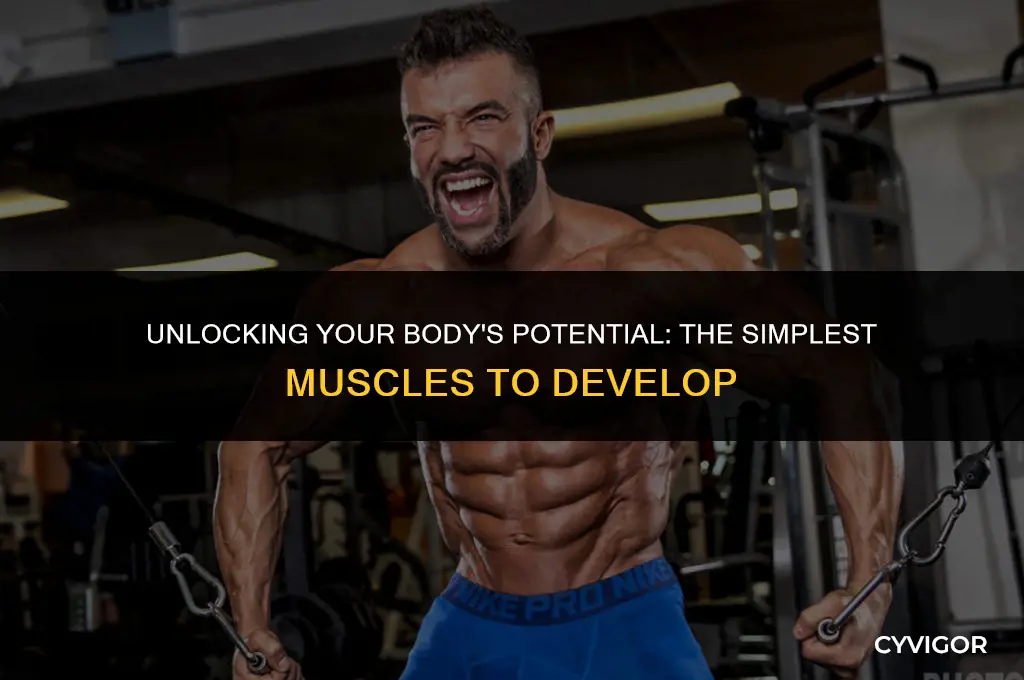 what are the easiest muscles to build