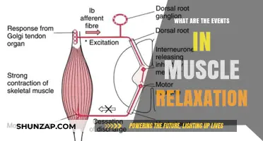 Understanding Muscle Relaxation: Key Events and Processes Explained