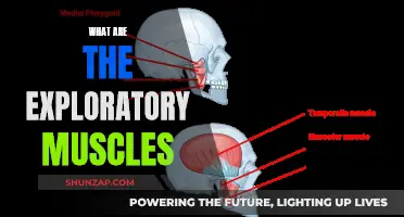 Exploring the Body's Exploratory Muscles: Understanding Their Function and Role
